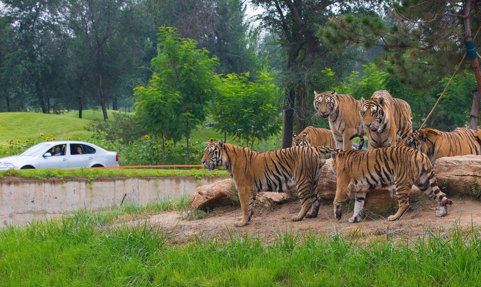 北京野生动物园:来这里体验大自然所诞生出的生命的多姿多彩_黑熊