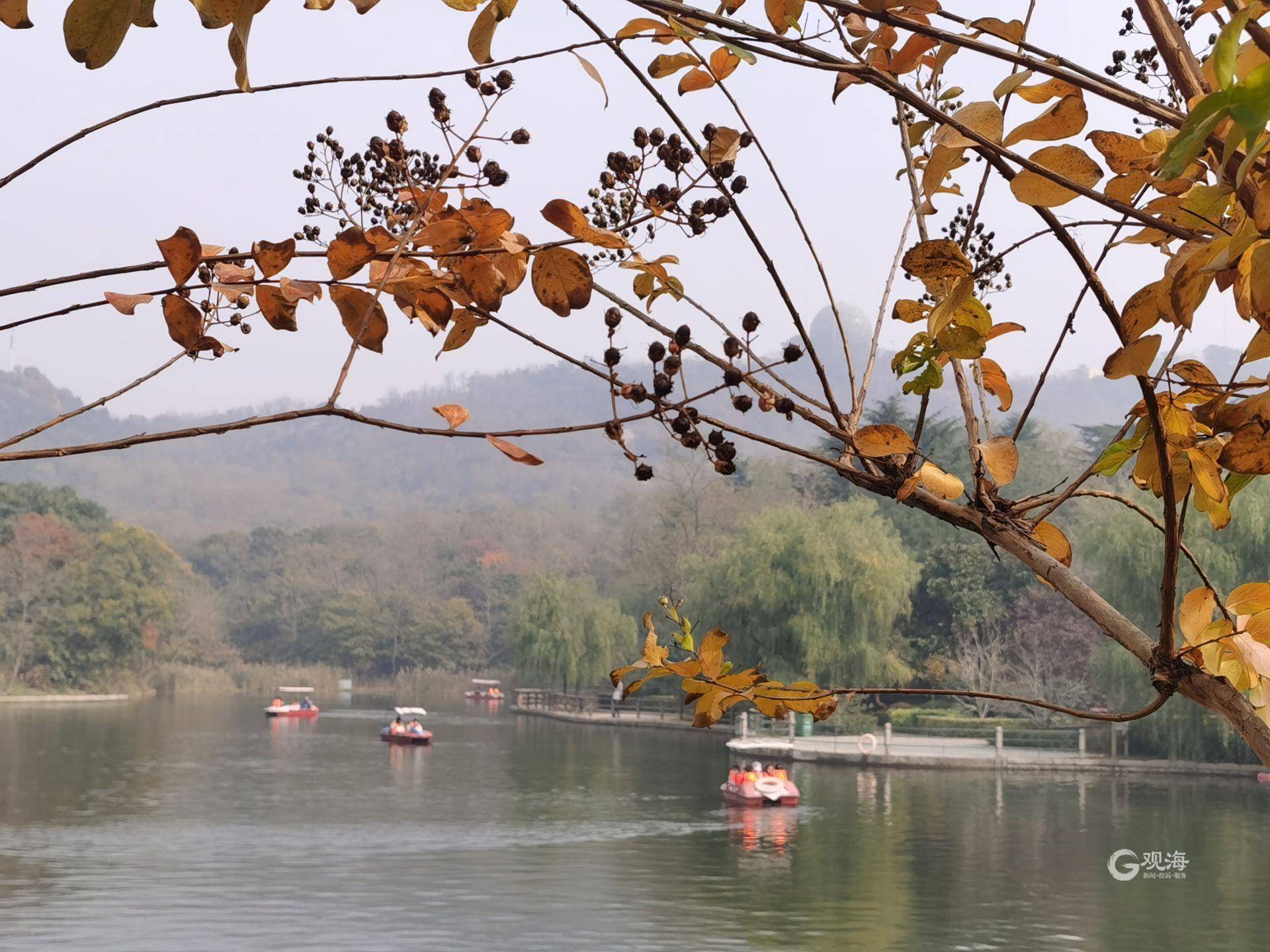 索景|按图索景，看图识叶，这本青岛赏秋图册你不可错过