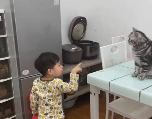 猫咪|浙江小男孩拿不到冰箱上的零食求助猫咪，下一秒猫咪的行为亮了！