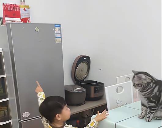 猫咪|浙江小男孩拿不到冰箱上的零食求助猫咪，下一秒猫咪的行为亮了！