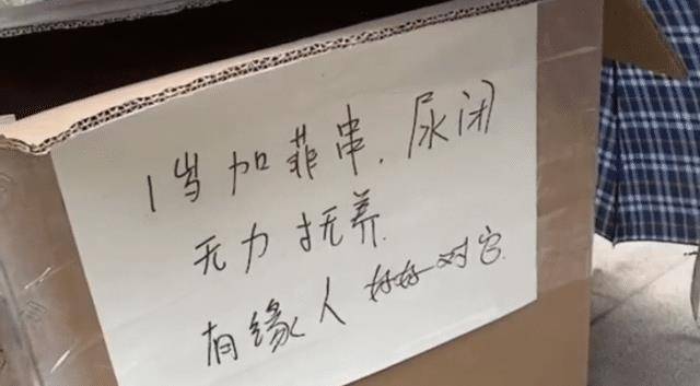 女孩子加菲猫被遗弃在路边，看到纸箱上的纸条，我根本生气不起来