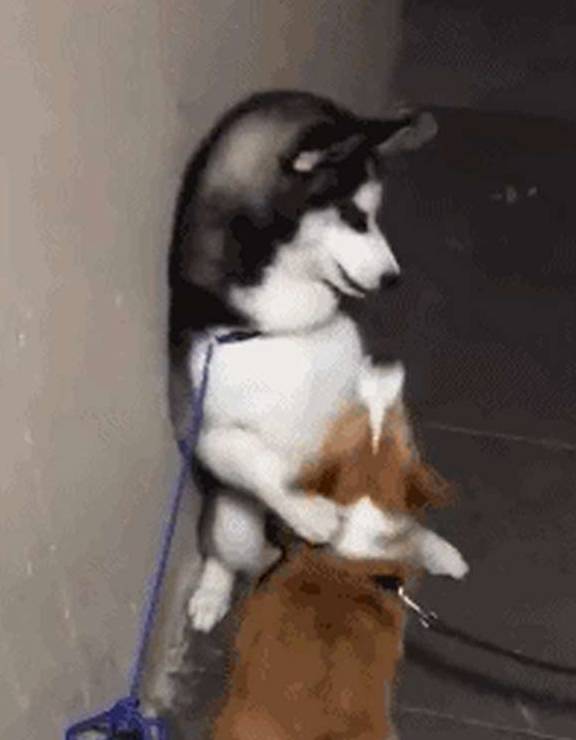 因为二哈在家怂成蛋，柯基天天暴打它狗头！主人看了以后哭笑不得！