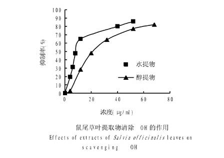 薰衣草澄澈控油——蓝桉叶和它的小伙伴们