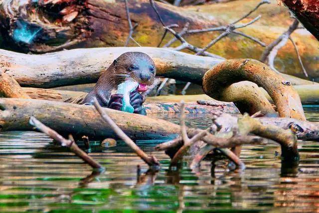 世界动植物王国亚马逊雨林?看似生物的天堂,实则却是人类的禁区_地球