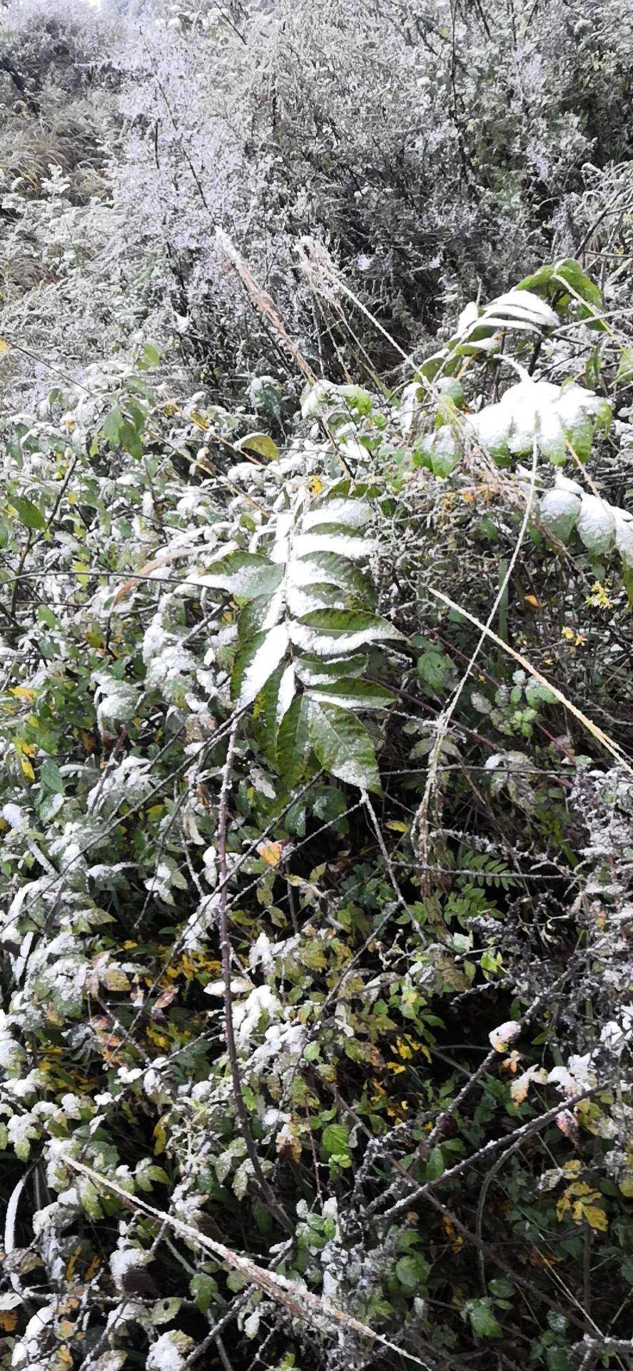 地势|贵州毕节下雪了！！！