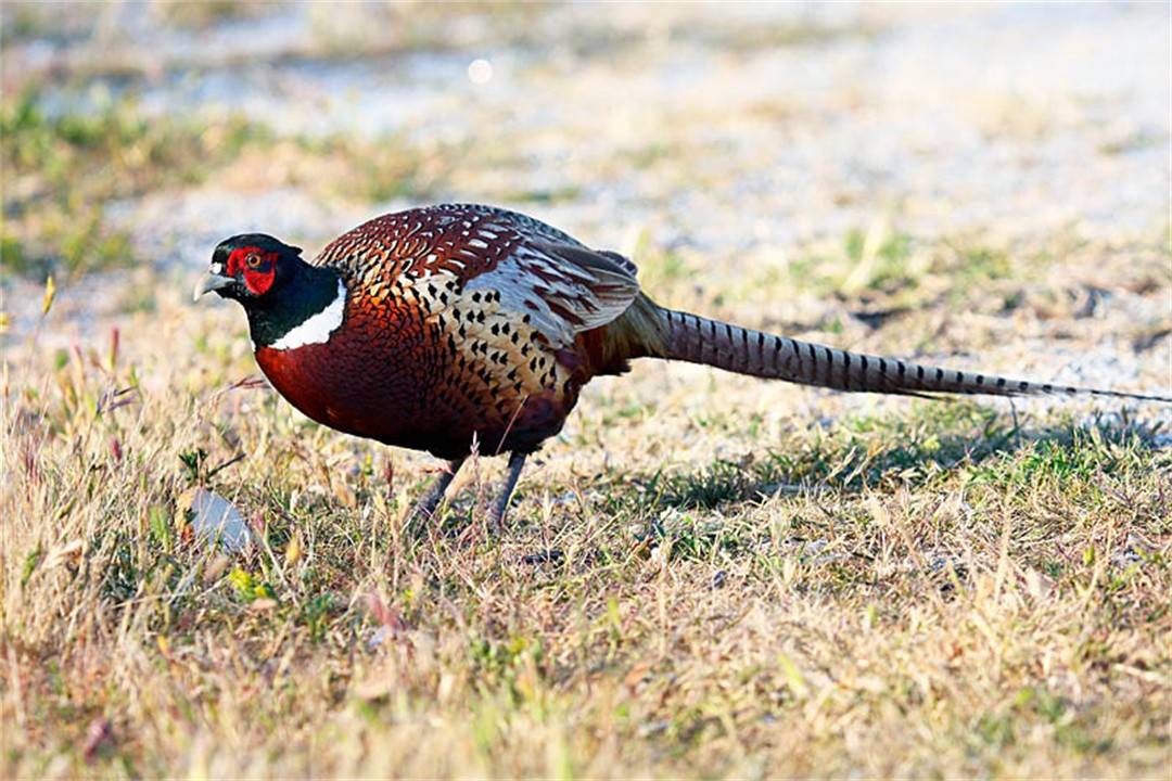 原创东北野鸡泛滥成灾农民讨厌却无可奈何味道鲜美为何不抓来吃