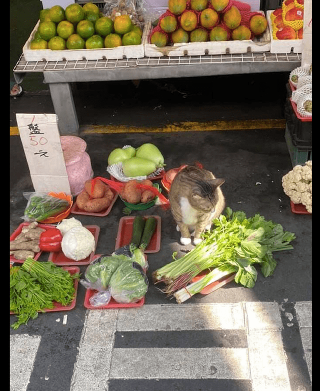 原创猫咪帮主人卖菜一副不太情愿的表情猫买菜免费赠送撸猫一次