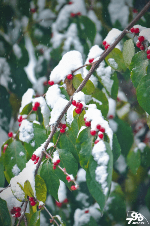 雪花|雪中的798美翻了