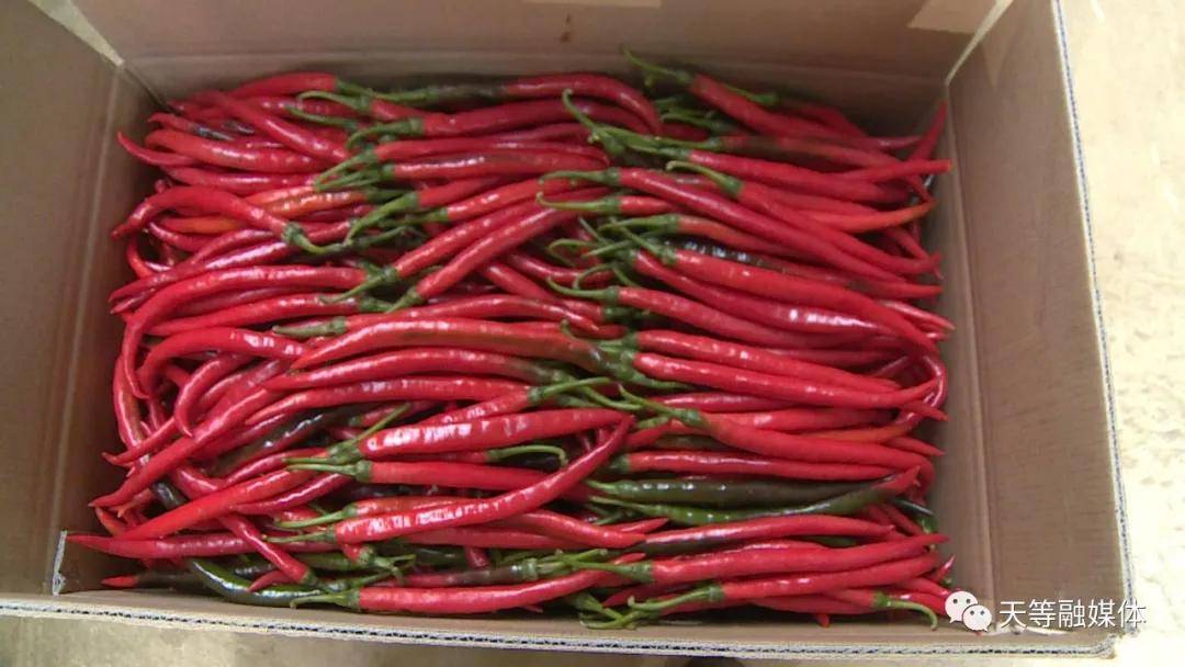 天等县宝岛美人椒基地辣椒喜获丰收_天等镇