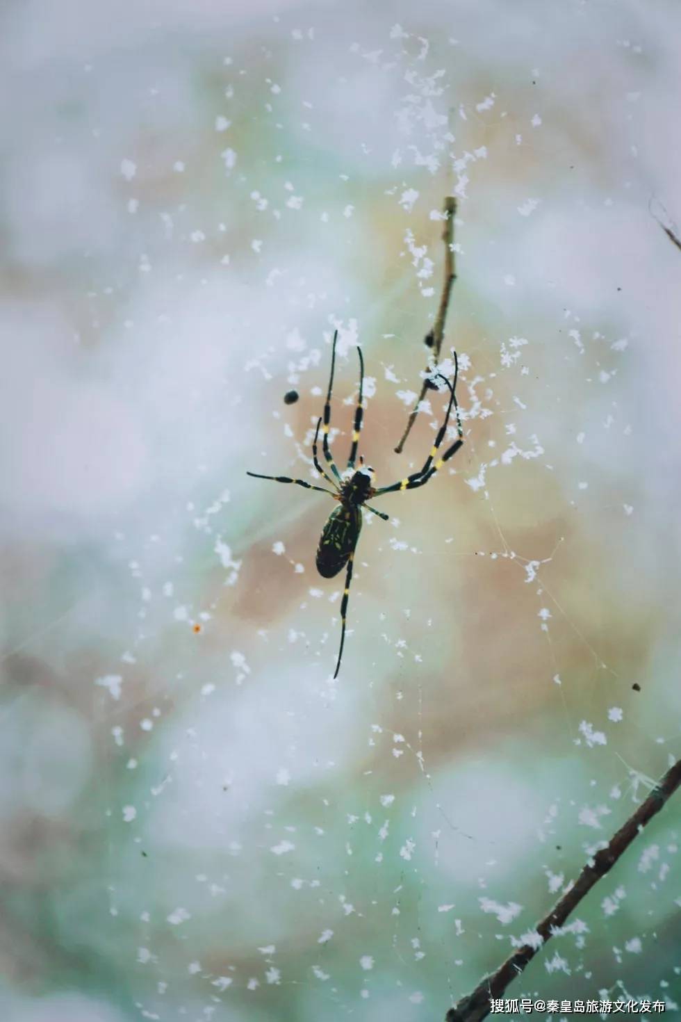 控制|秦皇岛初雪！惊艳四方的美景都在这儿了~