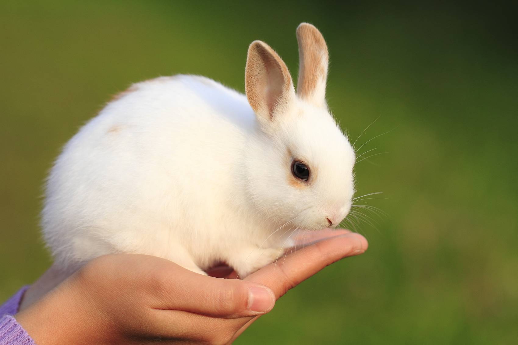杭州宠物医院养兔知识科普兔子球虫病怎么预防