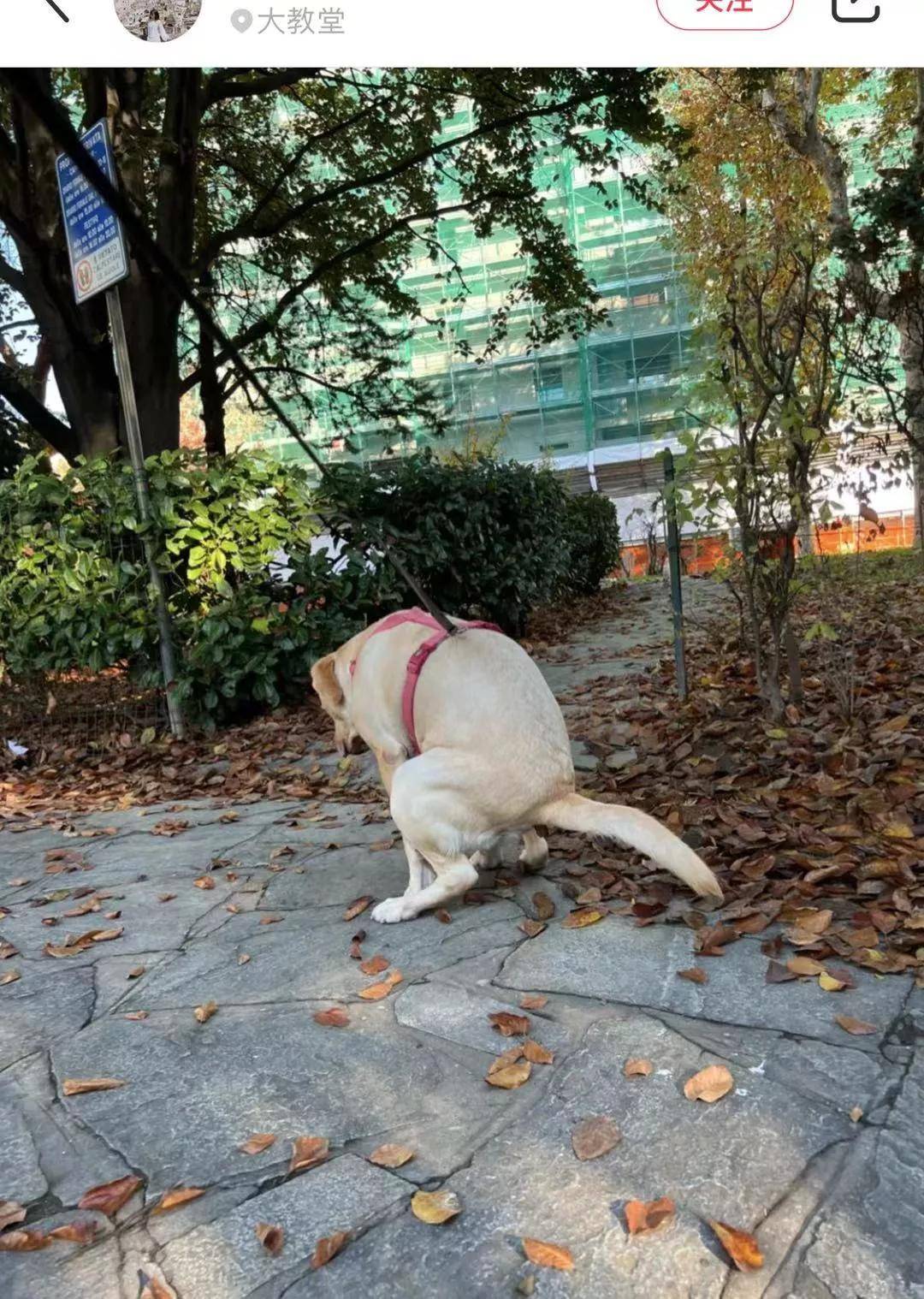 狗屎都抢？华人女孩遛狗用Gucci空袋装狗屎，谁知竟被黑人小哥_狗狗