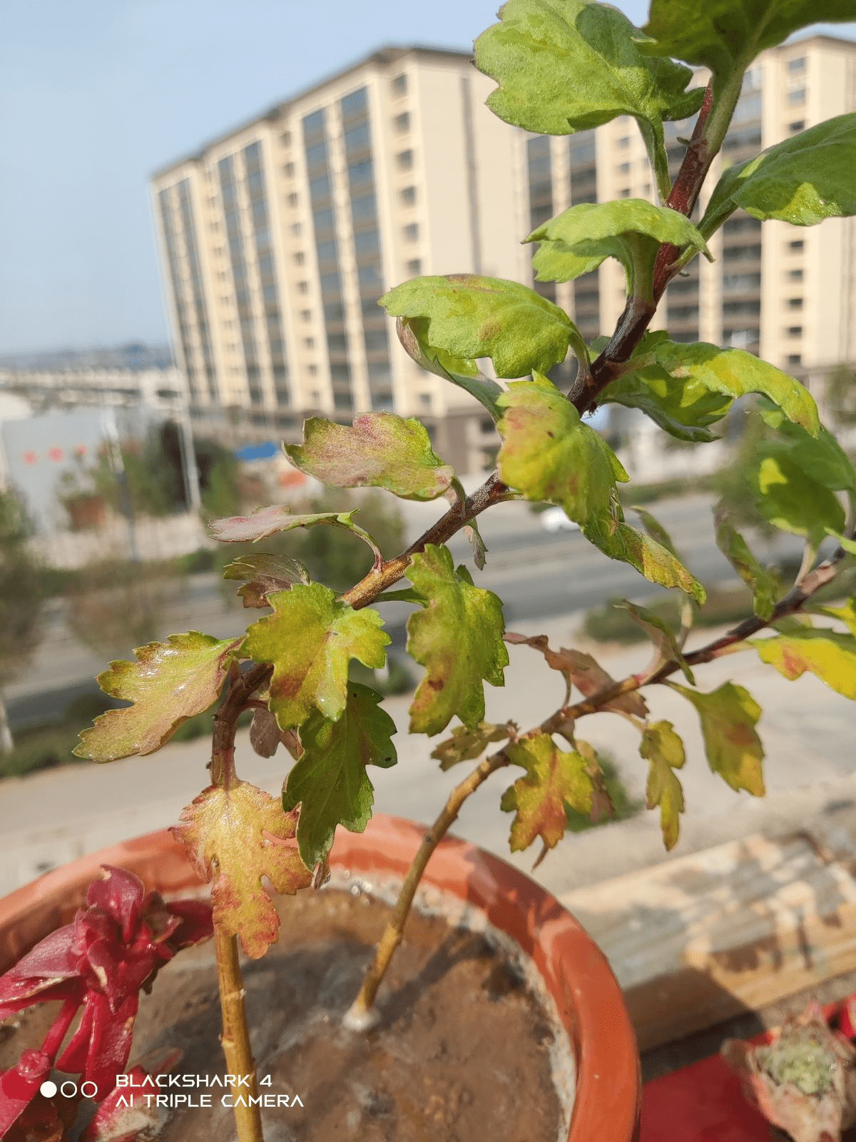 菊花秋冬季节 回光返照 是好事还是坏事 每日一答环节开启 花友