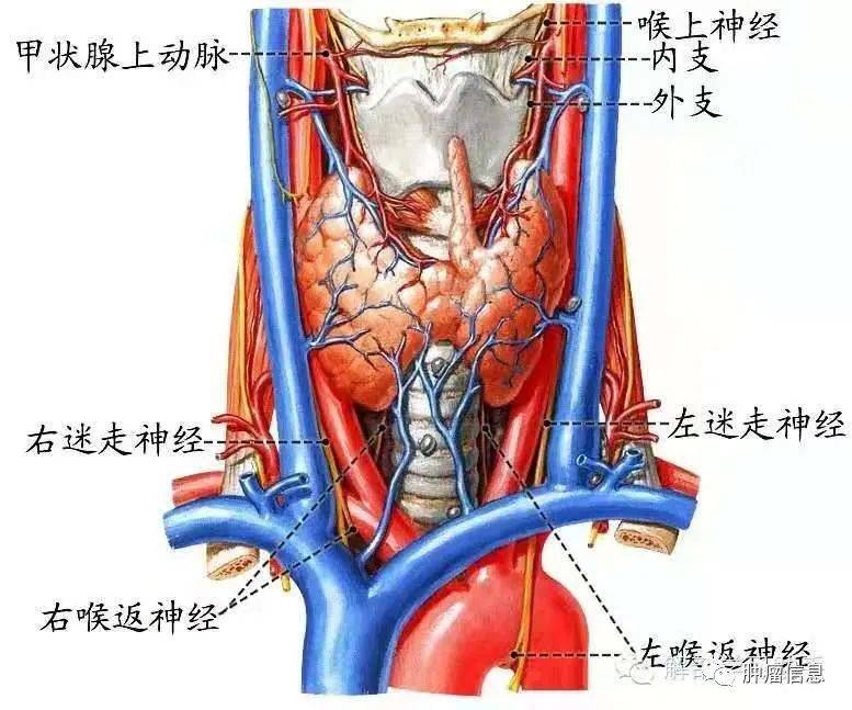 十二對顱神經解剖及損傷後表現_區選