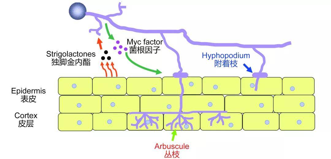 中高效獲取營養的重要途徑,通過兩個共生夥伴之間親密的細胞接觸(圖1)