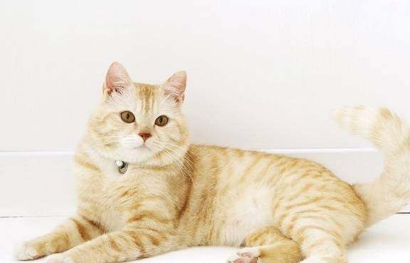 技能|猫咪太过信任自己,有哪些“坏处”