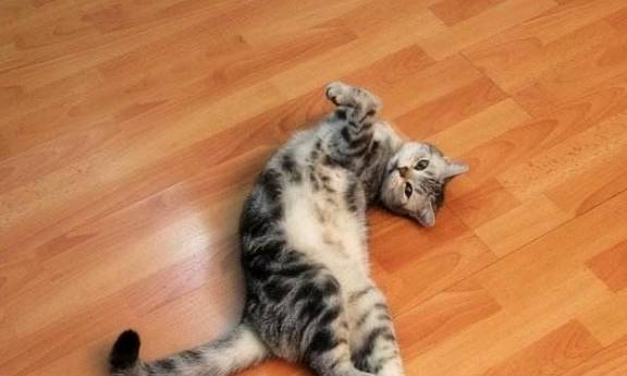 技能|猫咪太过信任自己,有哪些“坏处”