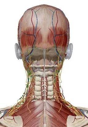 由椎间盘和韧带相连,颈椎附近有非常多的脊神经,脊髓,血管,气管,淋巴
