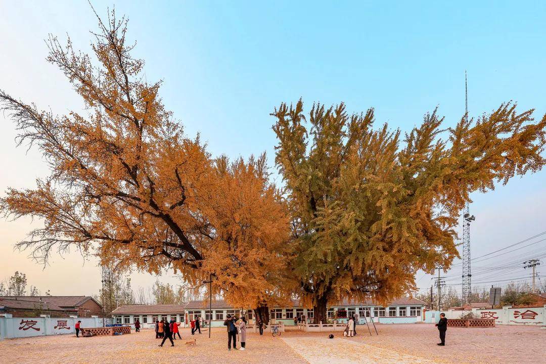 大良镇后营村又见银杏树王