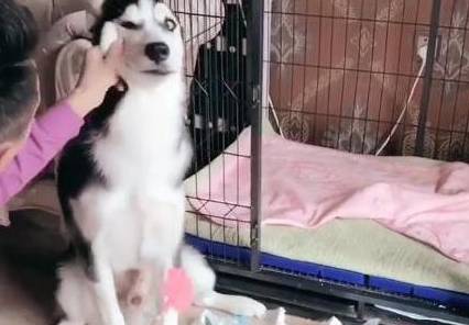 宠物把二哈送到乡下奶奶家，奶奶却派它去剥玉米，姜还是老的辣