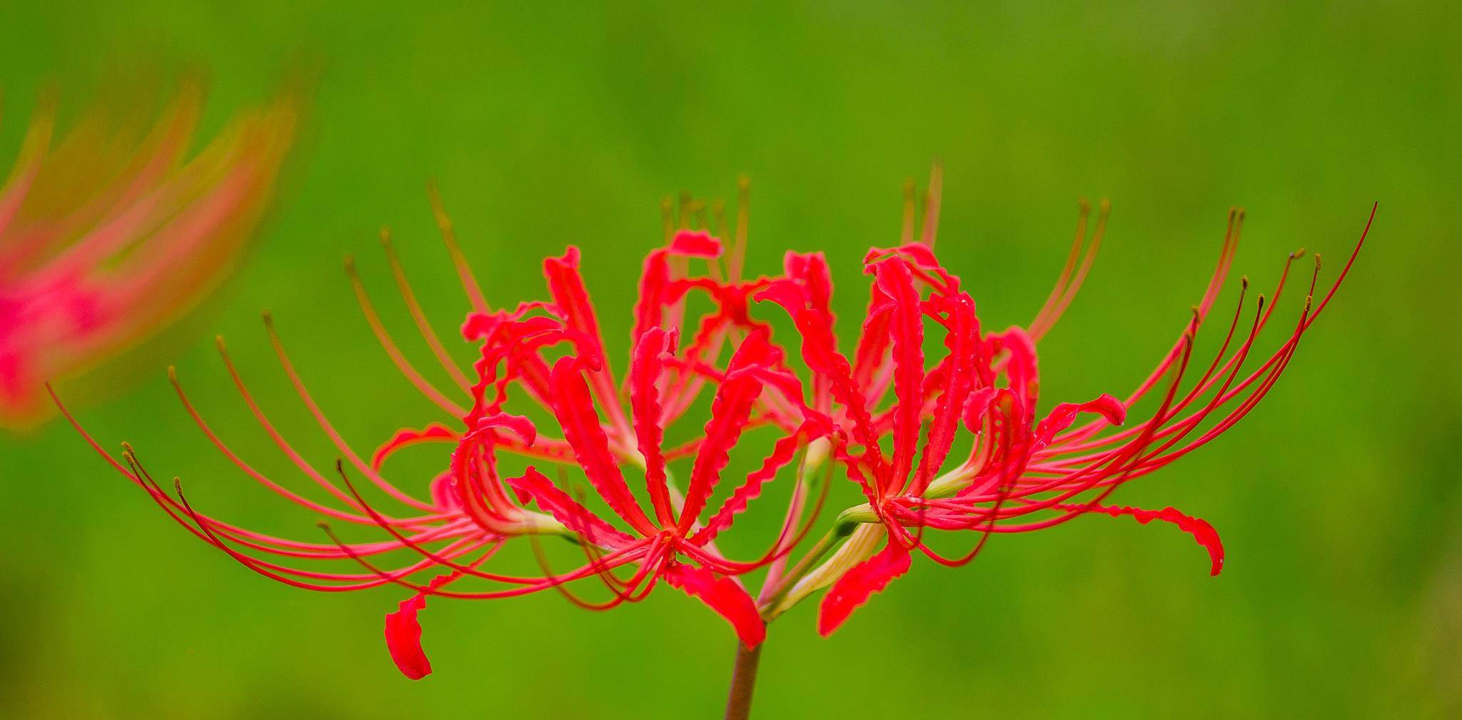 石蒜花和彼岸花一样吗 白色 石蒜花和彼岸花一样吗 白色