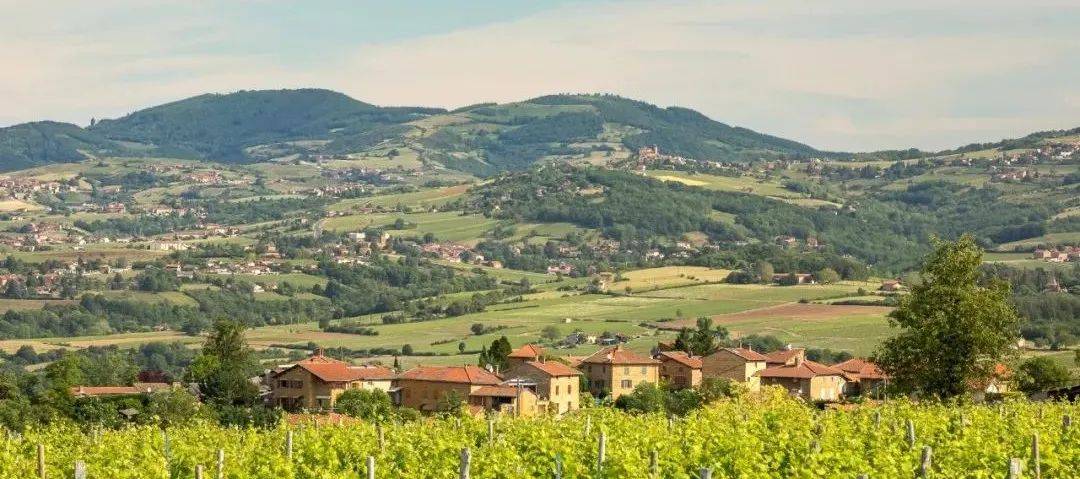 带你探索博若莱顶级风土,g100获奖酒主题展-博若莱产区专场_佳美