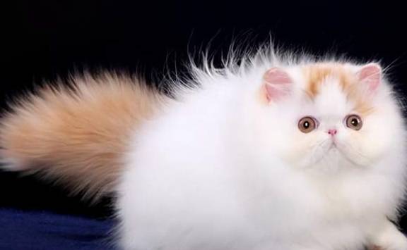 猫咪有着“猫中贵族”之称的波斯猫，为什么越来越少人养？