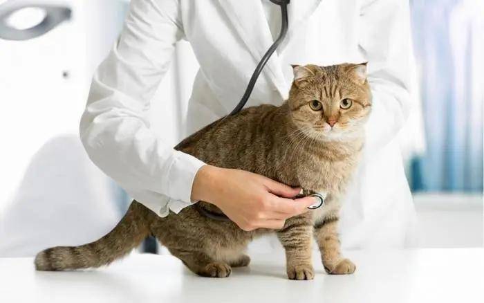 玫斯科普丨猫血栓发作到死亡仅6小时!_猫咪- 全网搜