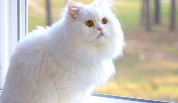 猫咪有着“猫中贵族”之称的波斯猫，为什么越来越少人养？