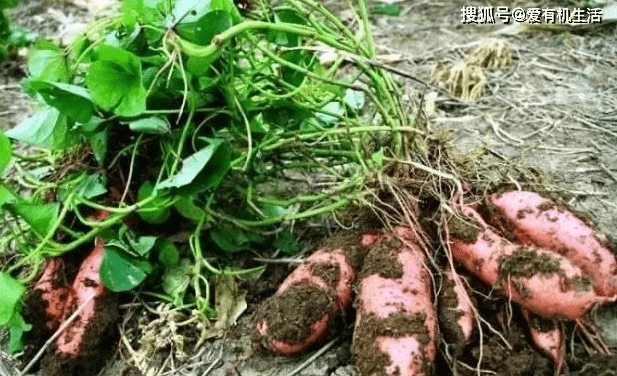 生活|农村娃小时候的零食“红薯干”，你喜欢吃吗？