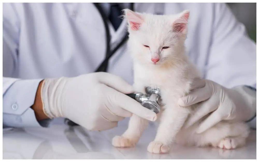 玫斯科普丨猫血栓发作到死亡仅6小时!_猫咪- 全网搜