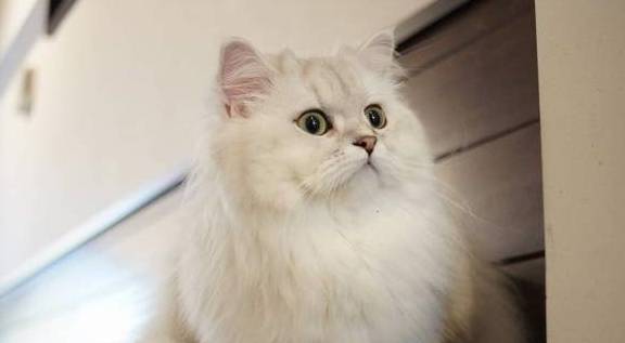 猫咪有着“猫中贵族”之称的波斯猫，为什么越来越少人养？