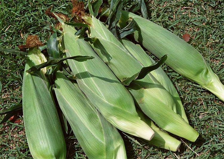 女孩子|不想水桶腰,试试以下3道菜,润肠通便,清热解毒,女性不错过