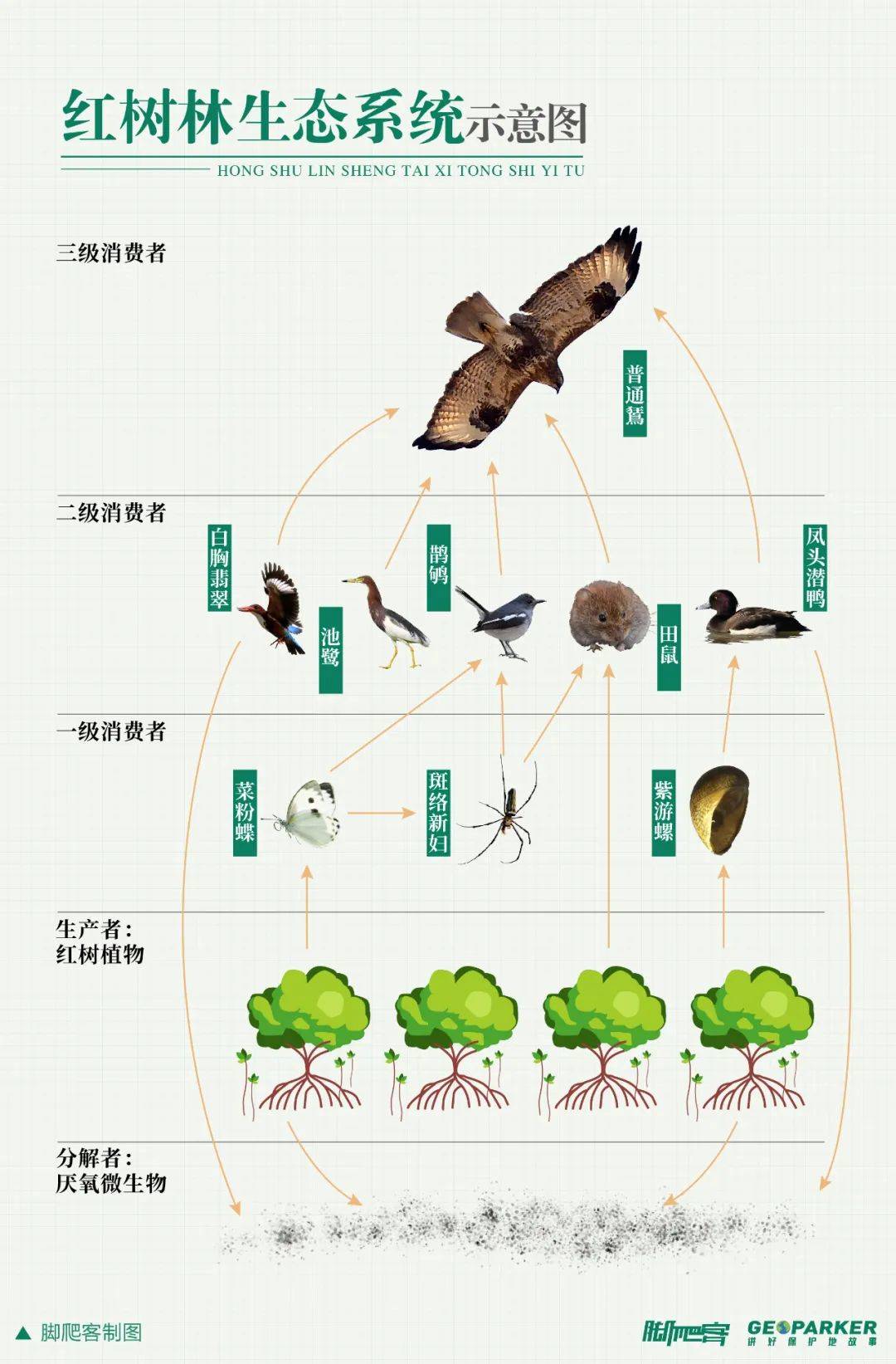 溼地生態開始失衡,不僅讓動植物多樣性受到了嚴重破壞,並且颱風與海浪