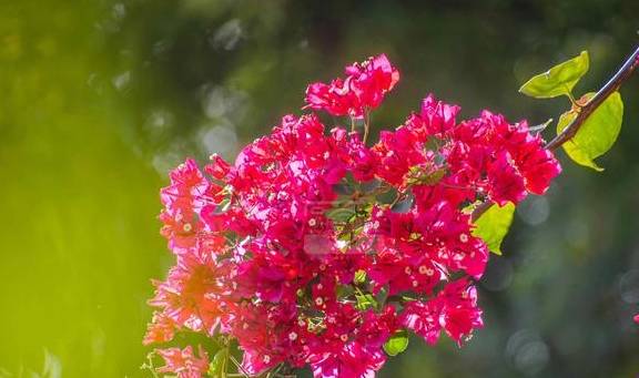 蓝天下美丽绽放的三角梅花，紫红娇艳的花朵很迷人