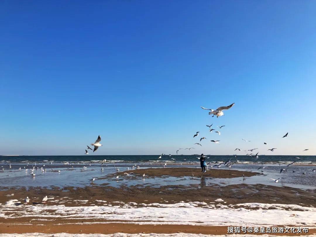 地方|安排！秦皇岛最美海鸥季，最佳观赏地大集合~