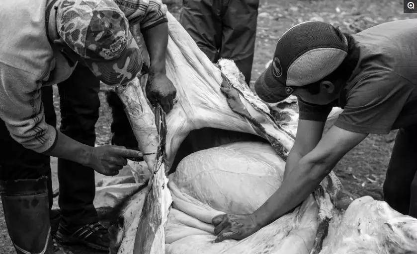 一牛难敌四手—杀牦牛全过程记录