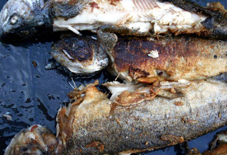 整个锅还弄得乌漆嘛黑得重新洗,烹饪显得非常失败,那么煎鱼到底怎么做