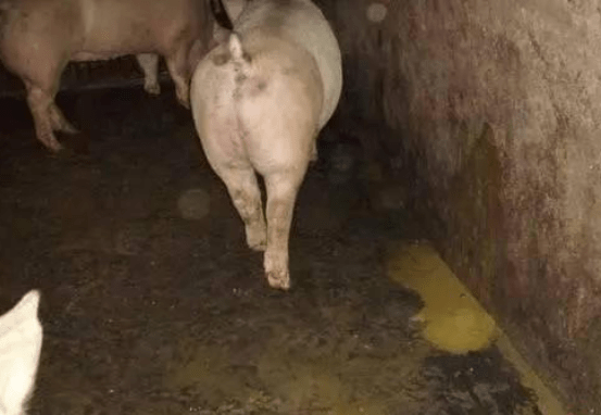 大猪拉肚子用什么药效果好?大猪拉稀原因及治疗,本文来教你