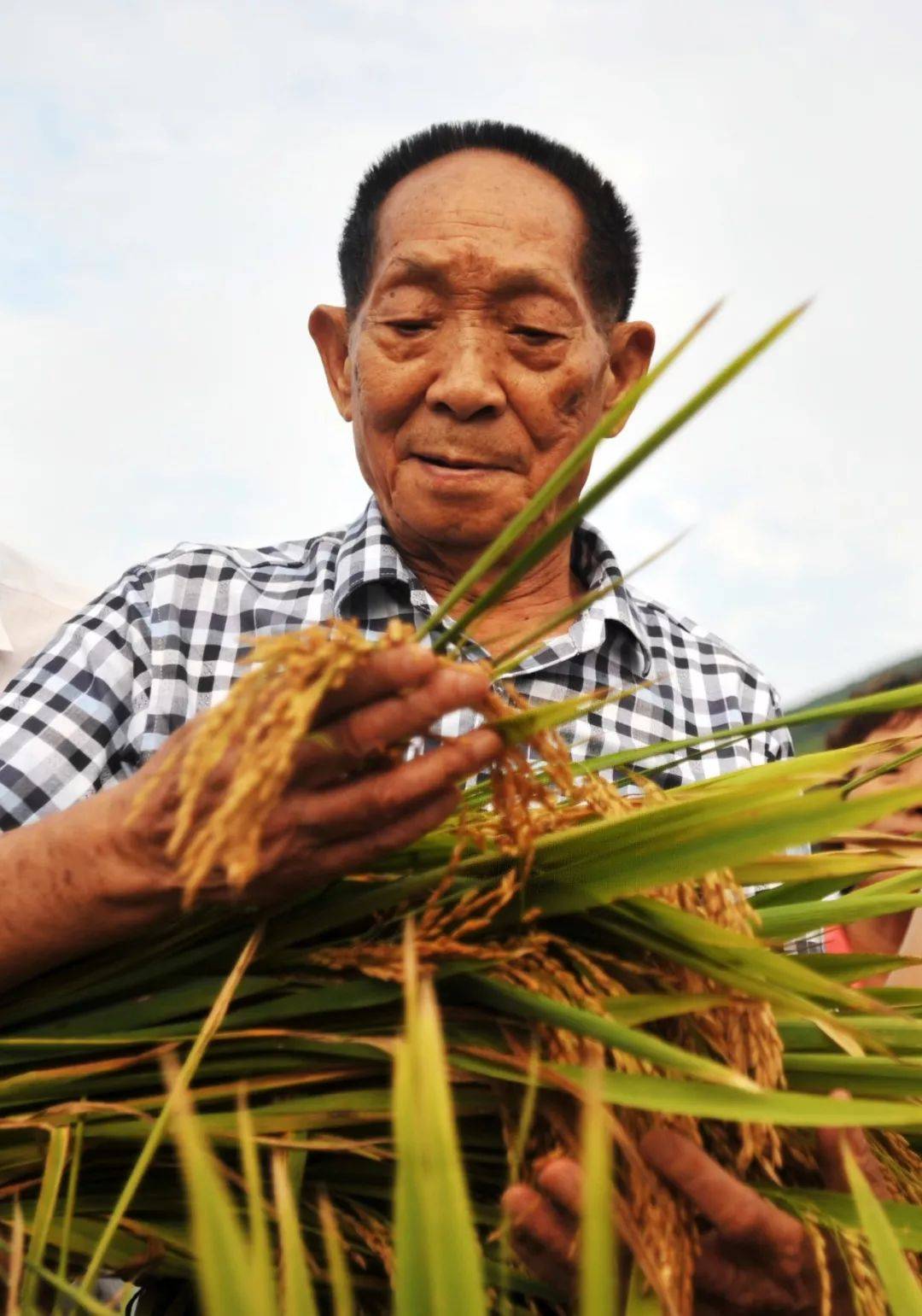 第三代杂交水稻首次测产 亩产超1000公斤|农业农村_新浪新闻