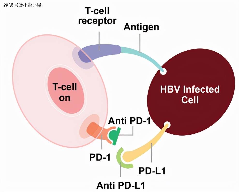水平|乙肝在研新药ASC22，IIa期三个剂量组，HBsAg呈剂量依赖性下降