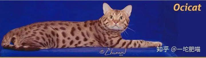 因为如何做猫舍│猫品种的选择