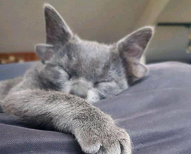 蓝猫因长了4个耳朵被抛弃,后遇好心女子收养,变成了一只网红喵 蓝猫因长了4个耳朵被抛弃,后遇好心女子收养,变成了一只网红喵