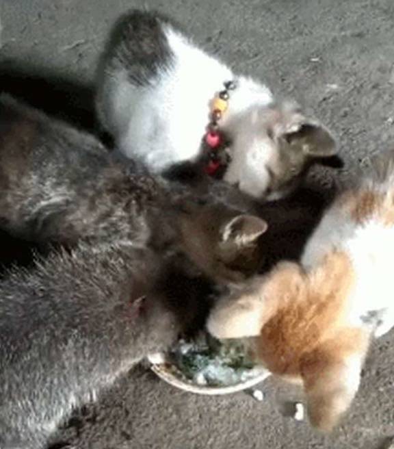 体型网友上山带回一只竹鼠养，谁想几个月后，竹鼠成功打入猫咪内部
