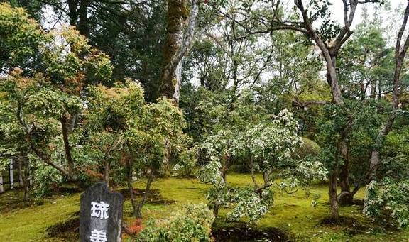 因为|日本旅游不能错过的人少景美米其林星级景点——小松那谷寺