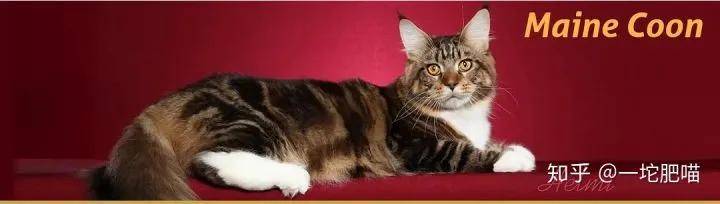 因为如何做猫舍│猫品种的选择