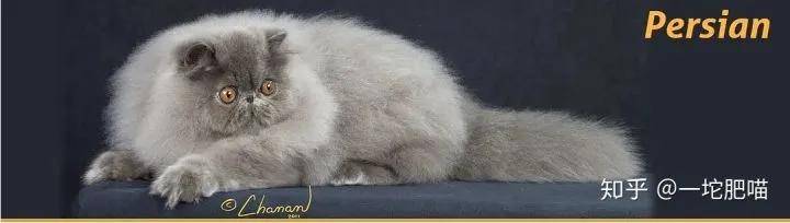 因为如何做猫舍│猫品种的选择