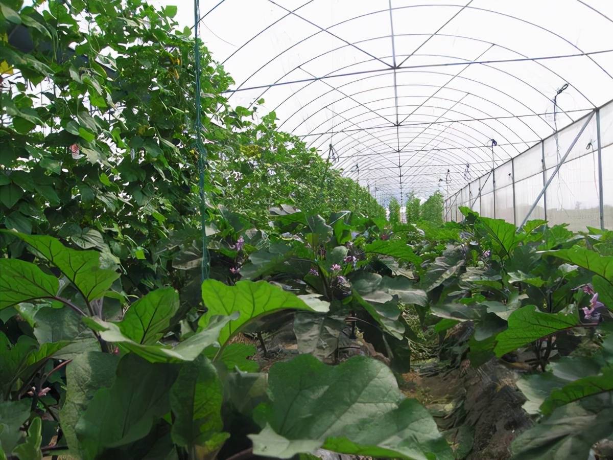 大棚茄子该如何正确使用除草剂?种子库告诉你答案_用药量