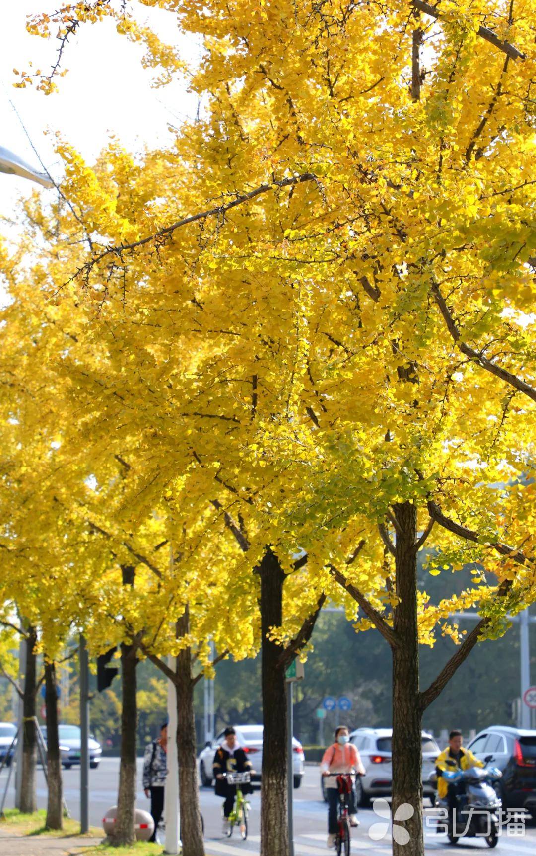 苏州这几棵树,火了!_前街