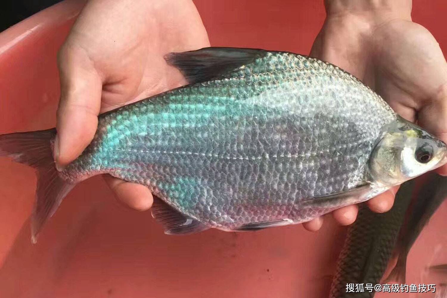 原創哪種淡水魚最好吃?三花五羅十八子可謂是名滿江湖